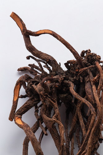 Figure 1. Madder root from Institute plantation, after 3 years of cultivation.