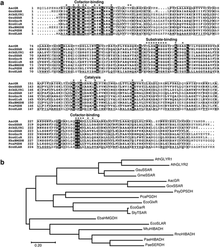 Figure 1. Sequence analysis of Acetobacter aceti glyoxylate reductase (AacGR/AAC4036) and β-hydroxyacid dehydrogenases (β-HADs). (a) Amino acid sequence alignment of AacGR. (b) Phylogenetic tree of AacGR (LC549188) and related enzymes. Multiple alignments were performed using Multalin [Citation23] and rendered using ESPript [Citation24]. Residues conserved in all sequences are shown with reversed text. Asterisks indicate functionally important residues [Citation16]. Phylogenetic analyses were conducted in MEGA X [Citation25]. Proteins used for analyses were: GoxSSAR, G. oxydans SSAR (Q5FQ06); AthGLYR1, A. thaliana GR/SSAR1 (Q9LSV0); AthGLYR2, A. thaliana GR/SSAR2 (F4I907); GsuSSAR, G. sulfurreducens SSAR (Q74DE4); GmeSSAR, G. metallireducens SSAR (Q39R98); EcoGarR, Escherichia coli NADPH-dependent tartronate semialdehyde reductase (CZAR) (P0ABQ2); EcoGlxR, E. coli NADH-dependent CZAR (P77161); EbaHMGDH, E. barkeri 2-(hydroxymethyl)glutarate dehydrogenase (Q0QLF5); PcaPGDH, Pyrobaculum calidifontis 6-phosphogluconate dehydrogenase (A3MU08); EcoSLAR, E. coli 3-sulfolactaldehyde reductase (P0A9V8); PsyDPSDH, Pseudomonas syringae d-phenylserine dehydrogenase (E5RM11); StyTSAR, Salmonella typhi CZAR (Q8Z3K1); MtuHIBADH, 3-hydroxyisobutyrate dehydrogenase (HIBADH) (P9WNY5); RnoHIBADH, Rattus norvegicus HIBADH (P29266); PaeHIBADH, Pseudomonas aeruginosa HIBADH (P28811); and PaeSERDH, P. aeruginosa NAD-dependent l-serine dehydrogenase (Q9I5I6).