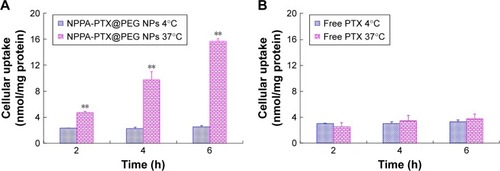 Figure 2 In vitro cellular uptake of the NPPA-PTX@PEG NPs (A) and PTX (B) in MDA-MB-231 cells in the 4°C or 37°C treatment.Note: **P<0.01, vs 4°C treatment group.Abbreviations: NPPA, 3-(2-nitrophenyl) propionic acid; NPPA-PTX@PEG NPs, NPPA-PTX nanoparticles prepared by NPPA-PTX and DSPE-PEG (NPPA-PTX:DSPE-PEG =1:0.1, w/w); PTX, paclitaxel.