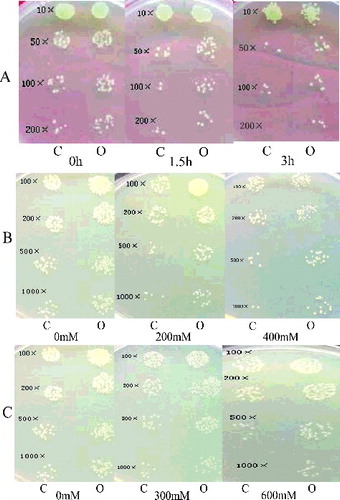 Figure 4. Growth effect of E. coli recombinants overexpressing OsHSP90-2 under different abiotic stresses. The concentrations of all induced cell cultures were adjusted to OD600 value of 1.0. The samples were diluted by 10-fold, 50-fold, 100-fold and 200-fold in heat test assay and by 100-fold, 200-fold, 500-fold and 1000-fold in mimic drought and salt test assay. Ten microliters of dilutions was spotted onto LB agar plates with 1 mmol/L IPTG. C indicated control, and here Rosetta/pET32a was used the control. O indicated Rosetta/OsHSP90-2 overexpressor. (A) At 0, 1.5 and 3 h after heat shock, respectively, (B) 200 and 400 mmol/L concentration gradient NaCl treatments, (C) 300 and 600 mmol/L concentration gradient of mannitol treatments (mimic drought). The experiment was repeated three times.
