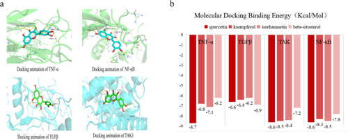 Figure 3. Molecular docking animation and binding energy demonstration. a: Docking animation of TNF-α (-8.7kcal/mol), NF-κB (-8.6kcal/mol), TAK1 (-8.6kcal/mol), TGFβ (-6.6kcal/mol) and quercetin molecules. b: Docking binding ability of quercetin, kaempferol, isorhamnetin, and beta-sitosterol with TNF-α, TGFβ, TAK1, and NF-κB molecules.