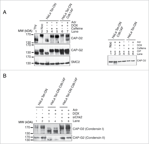 Figure 6. Post-translational modifications of condensin subunits induced by DNA damage. (A) Synchronised HeLa Tet-ON and HeLa Tet-ON Cdk1AF cells were treated as described in Figure 1B, trapped in mitosis using nocodazole and harvested by mitotic shake-off 16 h after Adriamycin treatment. Whole cell lysates were resolved on an 8% high cross-linking SDS-PAGE. Cells treated only with Adriamycin or nocodazole or thymidine were used as controls. The electrophoretic mobility shifts of CAP-D2, CAP-G2 and SMC2 are shown. The same lysates were treated with calf intestinal phosphatases (CIP) at 37°C for 20 minutes, and then subjected to high cross-linking SDS-PAGE, The mobility change of CAP-D2 is shown in the right panel. (B) Hela Tet-ON Cdk1AF cells transiently transfected with siChk2 were synchronised as described in Figure 2D, arrested with nocodazole and harvested by mitotic shake off. Western blotting was performed for the vizualization of the CAP-D2 and CAP-G2 bands.