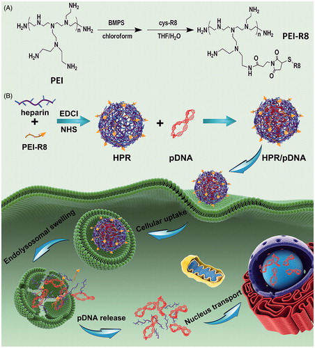 Figure 1. (A) Synthesized scheme of PEI-R8. (B) Schematic representation of the formation and in vivo gene therapy of HPR/phTRAIL nanoparticles.