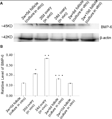 Figure 2. Expression levels of BMP-6 in ovaries in vivo and in follicles cultured in vitro. Follicles were cultured for 0, 6 and 10 days (500 each) in vitro. Representative western blot results (A); quantitative western blot results (B). β-actin was used as an internal control. *P < 0.05, compared with the control group.