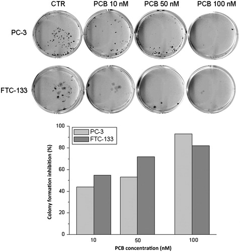 Figure 4. Clonogenic assay in PC-3 and FTC-133 cancer cell lines treated with increasing concentration of AFA PCB (up to 100 nM). A dose-dependent inhibition of colony formation by PCB was evidenced.