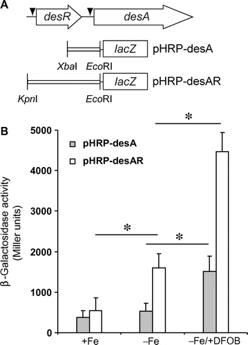 Fig. 5. Effects of desR and DFOB on the expression of lacZ fusions.Notes: (A) Schematic representation of desA and desR, and the plasmids pHRP-desA and pHRP-desAR that were constructed for the β-galactosidase reporter assay. The restriction enzyme sites used to insert the DNA fragments into pHRP309 are shown. An arrowhead indicates a putative Fur box. (B) The transcriptional levels of desA-lacZ fusions as measured by β-galactosidase activities. A. hydrophila ΔdesRΔlacZ carrying pHRP-desA and pHRP-desAR were grown in +Fe, −Fe, and −Fe/+DFOB media, and the β-galactosidase activities of their cell lysates were then assayed. ΔdesRΔlacZ/pHRP309 (empty plasmid) was grown in the same media. Its enzyme activity was subtracted from that obtained for strains carrying pHRP-desA and pHRP-desR. The mean β-galactosidase activities ± SD (n = 3) are shown in Miller units. p values were estimated using the Student’s t-test (*p < 0.05).