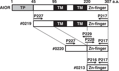 Figure 1. Schematic presentation of AtOR (At5g61670) protein and variants. The positions of AtOR truncations are indicated. TP, transit peptide; TM: transmembrane domain; Zn-finger: zinc finger motif. Arrows show the position of the primers used in the PCR reactions.