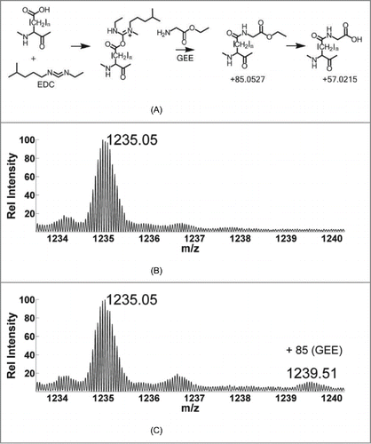 Figure 1. (A) Reaction mechanism of carboxyl footprinting. Mass spectrum of (B) light chain of unlabeled mAb with a charge state of +19. (C) Labeled form showing the incorporation of GEE label with a mass shift of +85; about 11% of the light chain gets labeled.