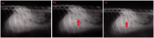 Figure 8. X-rays images of dog’s stomach after 0, 3 and 6 h of the oral administration of two gellan SPHH systems (9SH) loaded with barium sulfate markers (indicated by arrow).