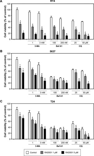 Figure 4 Inhibition of autophagy increases RAD001-induced cytotoxicity.