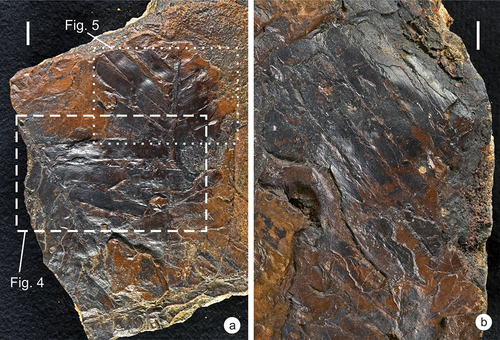 Figure 3. Zamites aff. persicus from the Minjur Formation. a) Zamites aff. persicus; scalebar = 1 cm; specimen SM.B 22255; b) Zamites aff. persicus, exhibiting the longest pinnae observed so far in the material from Saudi Arabia; scalebar = 1 cm; specimen SM.B 22256.