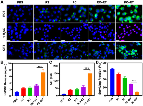 Figure 2 Radiosensitization and ICD induced by PC in the 4T1 tumor cell line. (A) ROS, γ-H2AX, and CRT staining in various treatment groups (Scale bar: 20 μm). (B) HMGB1 release and (C) ATP content in the supernatant in various treatment groups. (D) Cell surviving fraction of 4T1 cells in different treatment groups. One-way ANOVA for multiple groups were applied for statistical analysis. ***p < 0.001.