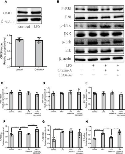 Figure 4 Orexin-A decreases LPS-induced phosphorylation of MAPK/P38/Erk (1/2) pathway. (A) Expression of OXR1 in Orexin-A treatment group and control group. (B–H) The MAPK signaling proteins of NSCs including, P-P38/P38 (F=11.256, P<0.001), P-Erk/Erk (F=35.946, P<0.001), P-JNK/JNk (F=19.001, P<0.001), and were determined by Western blotting. Figure legend indicates the p-value for ANOVA, and the p-value for post-hoc test is noted on the graph. The value were presented as the mean±SDM of three or more independent experiments. *p < 0.05 and **p < 0.001 means the difference is statistically significant.
