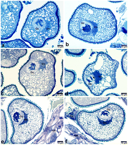 Figure 4. Polytene chromosomes in the generative cell of Pancratium maritimum pollen involving DNA under-replication, DNA amplification and Puffing. (a) Polytenic structure exhibiting DNA amplification. Note that there is degradation in one part of amplified region. (b, e, f) Polytene chromosomes exhibiting puffing (arrow). (c, d) Polytenic chromosome involving DNA under-replication. Note the irregularly shaped vegetative nucleus (arrow) in (d). AW, anther wall; Gc, generative cell; Vn, vegetative nucleus; Ta, remnants of tapetum.