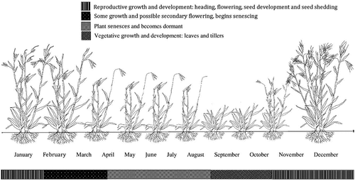 Figure 5. The annual development cycle of a T. triandra stand relative to the months of the year on Dja Dja Wurrung country, Victoria, Australia. Figure illustrated by Dylan Male.