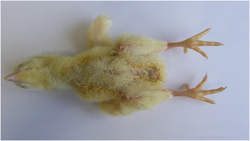 Figure 3. Growth retarded six-day-old broiler with feather disorder located at the breast, defined as clubbed down lesions. Photo: Tommy van Limbergen.
