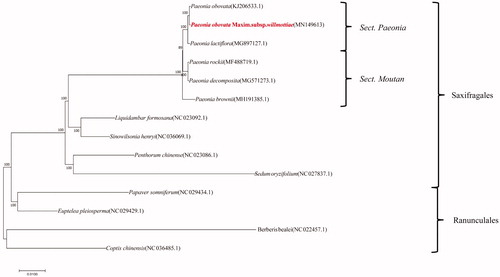 Figure 1. NJ tree was constructed based on the chloroplast genome of 14 species in Saxifragales and Ranunculales.