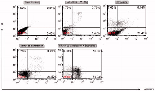 Figure 4. Flow cytometric apoptosis analysis of U-937 cells. Cells were stained with annexin-V-FITC and PI after treatment with blank control, 100 nM of NC siRNA, etoposide (IC50), 50 nM of Mcl-1 siRNA +50 nM of survivin siRNA and 50 nM of Mcl-1 siRNA +50 nM of survivin siRNA + etoposide (IC50). Dot plots are representative of three experiments.