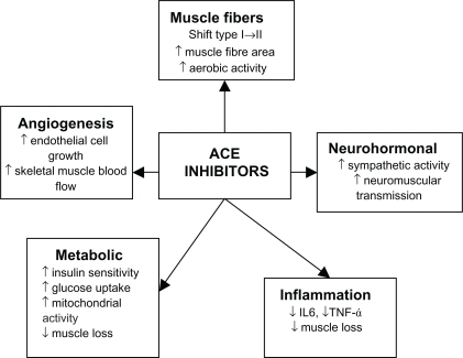 Figure 2 Effects of ACE inhibitors on skeletal muscle.