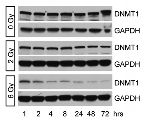 Figure 3. DNMT1 expression following irradiation. DNMT1 expression was determined in MDA-MB-231 cells 1–72 h after treatment with 0, 2, or 6 Gy. Decreased DNMT1 expression is observed following 6 Gy.