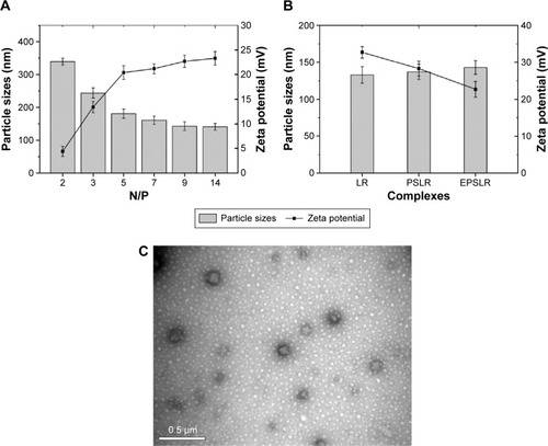 Figure 4 Physicochemical characteristics of complexes.Notes: The particle sizes (columns) and zeta potentials (lines) of EPSLR at different N/P ratios (A) and its reference formulations at an N/P ratio of 9 (B). Morphology of Eph-modified liposomes was characterized with TEM after staining with phosphotungstic acid (C).Abbreviations: LR, liposome–siRNA complexes; siRNA, small interfering RNA; PSLR, PEGylated LR; EPSLR, PSLR-conjugated anti-EphA10 antibody; TEM, transmission electron microscopy; N/P ratios, molar ratio of DOTAP-nitrogen atoms to siRNA-phosphate; Eph, anti-EphA10 antibody.