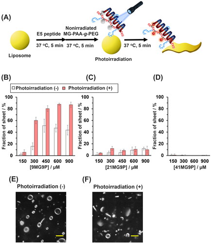 Figure 6. In situ photoresponsive activation of E5 peptide by 9MG9P. (A) Schematic of the morphological photoconversion of lipid membranes induced by 9MG9P/E5. (B–D) The percentage of lipid sheets when GUVs were treated with 30 µM E5 peptide and indicated concentrations of (B) 9MG9P, (C) 21MG9P, and (D) 41MG9P were nonirradiated or photoirradiated at 310 nm for 1 min. (E,F) Confocal microscopic images of GUVs mixed with 30 µM E5 and 300 µM 9MG9P (in allylamine units) and (E) photoirradiated at 310 nm or (F) not for 1 min. Scale bars: 5 µm. Buffer for all experiments was 10 mM HEPES (pH 7.4), 140 mM NaCl.