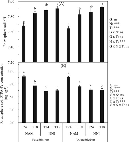 Figure 1. Effect of nitrogen forms (N) on rhizosphere soil pH (A) and rhizosphere soil DTPA-Fe (B) of rice cultivars (G) in different soil temperatures (T). Error bars represent SE (n = 4). Columns within each cultivar the same letter are not significantly different at 5% according to Duncan’s multiple range test. Abbreviations: Fe-efficient and Fe-inefficient, Fe-efficient genotype rice (O. sativa L. cv. T43) and Fe-inefficient genotype rice (O. sativa L. cv. T04). NAM and NNI, ammonium nitrogen was (NH4)2SO4 + 2.0% DCD and nitrate nitrogen was Ca(NO3)2 + 2.0% DCD, respectively. T24 and T18, soil optimum temperature was 24 ± 2°C and soil low temperature was 18 ± 2°C, respectively. *** and ns indicate significant differences at p < 0.1% and p ≥ 5%.