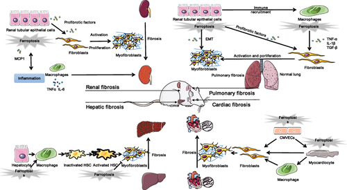 Figure 4 Ferroptosis in fibrotic therapy.