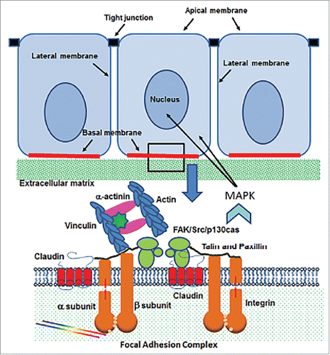 Figure 3. Schematic diagram of the cell/extracellular matrix interface in epithelial cells. Claudin molecules interact with integrin -α and -β subunits within the focal adhesion complex, which provides and anchor for cells to the extracellular matrix. The presence of claudins results in MAPK signaling through the focal adhesion kinase (FAK)/Src/p 130cas complex.