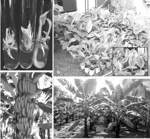 FIGURE 1. A. Multiple shoot cultures established on MS medium supplemented with BAP (2 mg/L) + adenine hemisulfate (30 mg/L) used for gamma irradiation. B. Two-month-old hardened plants in the green house, inset: closeup of the leaves showing the characteristic red pigments of Cavendish banana. C. Irradiated population growing in the field. D. Ten-gray irradiated plant bearing a fruit bunch.