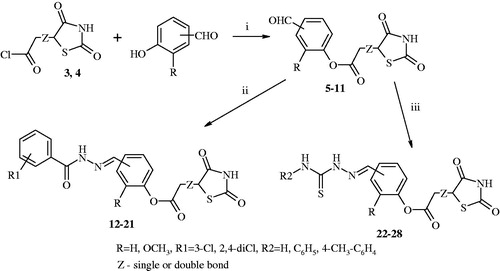 Figure 2. Synthesis of target compounds (12–28) 2-(2,4-dioxothiazolidin-5-yl)acetic and 2-(2,4-dioxothiazolidin-5-ylidene)acetic acid derivatives. Reagent and conditions: (i) pyridine, 1,4-dioxane, rt, after 2 h acidified of solution of hydrochloric acid; (ii) 3-chlorobenzhydrazide or 2,4-dichlorobenzhydrazide, anhydrous ethanol, reflux; (iii) corresponding 4-substituted thiosemicarbazide derivatives, anhydrous ethanol, reflux.