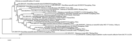 Figure 5 Phylogram of the clinical T. marneffei strain. It was based on ITS sequences and constructed utilizing the sequence of Talaromyces marneffei ZJPPH1 from the isolate of this study along with 53 available sequences with the highest homology retrieved from GenBank by MEGA11.