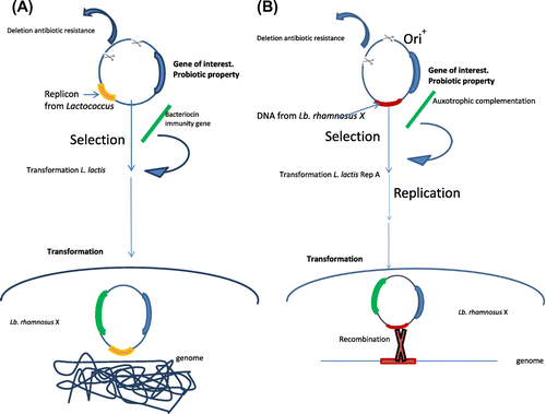 Figure 1. (A). Example of food-grade vector for lactic acid bacteria based in a replicative plasmid. Plasmid food-grade is built entirely from lactococcal DNA using a replicon for lactic acid bacteria and the resistance to antibiotic is changed by a bacteriocin immunity gene as selection marker. After, transformed Lc. lactis strain must be grown on medium containing bacteriocin for the selection. (B) Example of food-grade vector for lactic acid bacteria based in an integrative plasmid. The food-grade vector contains the Ori+ from pWV01 plasmid, auxotrophic complementation as selectable marker and a DNA fragment of a well-characterized chromosomal region from the Lb. rhamnosus X. The helper strain produce the RepA protein essential for replication of the Ori+ vectors allows the construction and isolation of the integration plasmids from a homologous background. The subsequent purification and transformation of this food-grade vector into Lb. rhamnosus X will produce a single-cross-over integration of the plasmids in Lb. rhamnosus X resulting in amplifications of copies/chromosome after selection of the transformants on auxotrophic complementation.