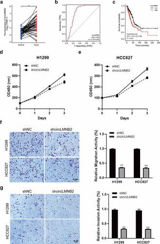 Figure 5. circLMNB2 knockdown inhibited cell proliferation, migration and invasion in LUAD cells. (a) The relative expression of circLMNB2 was analyzed in paired LUAD tumor samples (n = 57). (b) The diagnostic value of circLMNB2 for LUAD was analyzed using ROC curve (AUC = 0.816, CI = 0.779–0.852). (c) The prognostic value of circLMNB2 for LUAD was analyzed. (d) The relative expression of LMNB2 and circLMNB2 was measured in H1299 and HCC827 cells transfected with sh-circLMNB2. (e) Cell viability was analyzed using CCK-8 assay. (f and g) Cell migration and invasion abilities were analyzed using Transwell and Transwell-matrigel assays. * p < 0.05, ** p < 0.01, *** p < 0.001. Scale bar,50 μM.