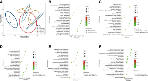 Figure 4 RNA-Seq data analysis. (A) PCA score plot of the gene expression data in the jejunum of the 20-wk old mice. (B–F) KEGG pathway enrichment analysis of changes in the transcriptome of the jejunum.