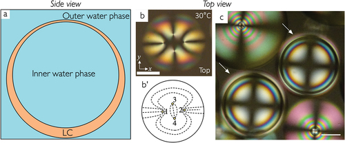 Figure 2. (Colour online) (a) schematic of a liquid crystal shell with water-based surrounding isotropic phases, drawn from the side to illustrate the buoyancy-induced asymmetry that renders the shell thickest at the bottom and thinnest at the top, or vice versa. (b) a fully tangential-aligned nematic shell near room temperature of E7 stabilized by a water solution of the amphiphilic polymer F127 on both sides, viewed from the top between crossed polarizers. The four topological defects are collected near the thinnest point (the top), as illustrated in the director field sketch in (b ′). Scale bar: 50 μm. Reproduced from [Citation4] on CC by 4.0 license. (c) nematic droplets and shells (highlighted with arrows) formed by the fully aliphatic mesogen 1-methoxy-4-(4-pentylcyclohexyl) cyclohexane stabilized by a water solution of PVA. The very different texture compared to (b) shows that this LC aligns with normal boundary conditions to water, in contrast to nCB-based LCs. Scale bar: 100 μm. Reproduced from [Citation5] on CC by 3.0 license.