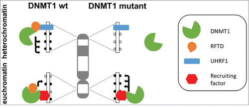 Figure 1. Schematic picture of the changes in DNA methylation caused by the loss-of-function of the RFTS domain (RFTD) in DNMT1. Wildtype DNMT1 is recruited by an interaction of UHRF1 with RFTD to heterochromatin. At the same time, the interaction of UHRF1 with RFTD relieves the inhibition of DNMT1 caused by binding of RFTD to the catalytic pocket leading to strong methylation of heterochromatic repeats. In the DNMT1 mutant which lost the RFTD this targeting does not occur and the methylation of the heterochromatic DNA is reduced. At the same time DNMT1 is recruited by other factors to euchromatic elements like promoters in an RFTD independent fashion. Here, the activity of wildtype DNMT1 is reduced by the RFTS domain and the DNMT1 mutant without RFTD is more active, leading to higher methylation of such regions.