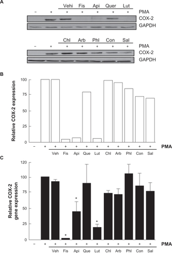 Figure 5 Flavonoids inhibition of carcinogen-induced COX-2 gene and protein expression. A) HBMEC were serum-starved in the presence of various flavonoids (30 μM) in combination with vehicle or 1 μM PMA for 18 hours. Lysates were isolated, electrophoresed via SDS-PAGE, and immunodetection of COX-2 and GAPDH performed as described in the Materials and Methods section. B) Scanning densitometry of COX-2 expression was only performed in PMA-treated cells since no COX-2 was detectable in vehicle-treated cells. Densitometric data of a representative blot is shown. C) Total RNA isolation, RT-PCR, and qPCR were performed as described in the Materials and Methods section to assess COX-2 gene expression in the above-described conditions. Data are representative of three independent qPCR experiments.