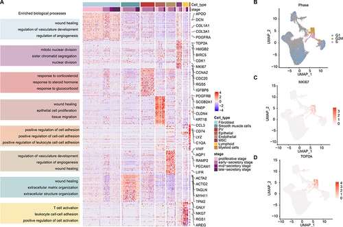 Figure 2 Expression and functions of genes highly expressed in diverse cell types. (A) Heat map showing the expression levels of genes highly expressed in corresponding cell types. Enriched functions were indicated on the left. (B) UMAP plot, color-coded for cell cycle phases. (C and D) UMAP plot, color-coded for relative expression (lowest expression to highest expression, white to red) of marker genes. (C) for MKI67 and (D) for TOP2A.