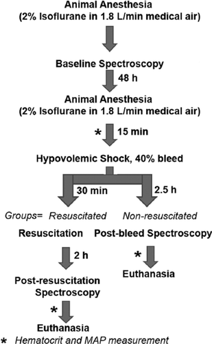Figure 2. Schematic flow chart of MRS experiment. The rats remained under isoflurane anesthesia during spectroscopy, but were allowed to recover during indicated periods. The isovolemically resuscitated rats received either saline or LEH administrations at 0.5 ml/min.