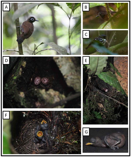 Figure 15. Photo-documentation of avian species during the faunal inventory in the vicinity of Boanamo, Orellana Province, Ecuador, 200–270 m. (A) Adult Hairy-crested Antbird Rhegmatorhina m. melanosticta; (B) Juvenile White-plumed Antbird Pithys albifrons peruvianus; (C) Adult male Spot-backed Antbird Hylophylax naevius theresae; (D) Nest and eggs of Hairy-crested Antbird; (E) Nest and egg of Spot-backed Antbird; (F) Nest and new-born nestlings of Spot-backed Antbird; (G) New-born nestling of Spot-backed Antbird. Photos H. F. Greeney.