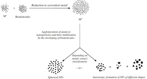 Figure 3 Proposed mechanism for the reduction of gold nanoparticles where M+ is a gold (iii) ion while M0 is a zero valent gold.Citation33 “Reprinted from Journal of Advanced Research, 6, Anuradha, J, T Abbasi, and S. Abbasi, An eco-friendly method of synthesizing gold nanoparticles using an otherwise worthless weed pistia (Pistia stratiotes L.), 711-720, Copyright (2015), with permission from Elsevier.”