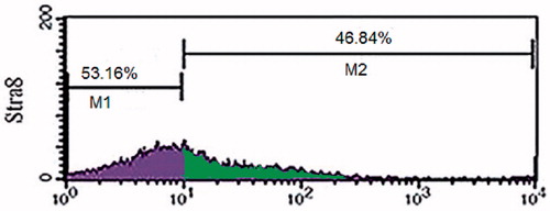 Figure 1. Flow cytometry analysis for the detection of Stra8 marker in testis isolated cells. Of testicular cells, 46.84% expressed Stra8 marker.