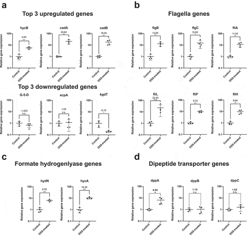 Figure 2. Confirming differential expression of E. coli Nissle genes associated with flagella assembly and formate hydrogenlyase activity in DSS-treated mouse by qRT-PCR. (a) Validation of differential expression of top three upregulated and downregulated genes, (b) genes associated with flagella assembly, (c) genes associated with formate hydrogenlyase activity, and (d) genes involved in dipeptide transportation. RNA was recovered from mouse stool samples colonized with E. coli Nissle of an independently replicated experiment (N = 4 per treatment group). Extracted RNA was converted into cDNA and relative expression levels of target genes was accessed by qRT-PCR with specific primers previously validated for specificity and amplification efficiency against genomic DNA of E. coli Nissle. Gene expression for each target was normalized to the geometric mean of two independent housekeeping genes: 16S rRNA and cysG. Fold increase (or fold decrease as a negative number) between DSS-treated and untreated (control) mice are indicated above each mean as well as the result of Student t-test (* = p value<.05, n.s. = not significant)