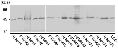 Fig. 5. Expression of MBF in LGG and 14 FSMM strains.Notes: MBF in the bacterial cell wall surface extracts of L. rhamnosus strains was detected by Western blotting with an anti-MBF antibody. The sizes of representative marker fragments are shown to the left of the panel.