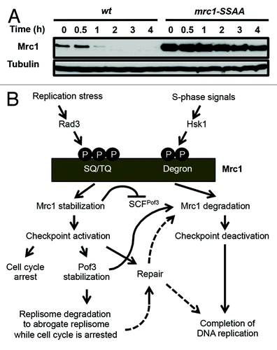 Figure 2. Regulation of Mrc1 cellular amounts during replication and checkpoint. (A) mrc1-S860A/S864A mutation stabilizes Mrc1. Exponentially growing cells of the indicated genotypes were treated with 0.1 mg/ml cycloheximide at 30 ˚C. Cellular amounts of Mrc1-FLAG and Mrc1-S860A/S864A-FLAG were examined at various time points between 0 and 4 h of cycloheximide treatment. The anti-FLAG (M2) antibody was used to detect Mrc1. Western blotting of tubulin was performed as a loading control. (B) Models of phosphorylation-dependent Mrc1 regulation during replication and checkpoint. Pof3 controls replisome quality via ubiquitination/degradation of Pol2 when the fork is adversely blocked and the checkpoint is activated, while Pof3 also regulates Mrc1 to deactivate checkpoint when the replisome is intact to resume and complete DNA replication.