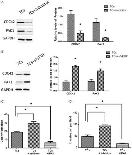 Figure 5. CDC42/PAK1 signaling was involved in tumorsphere cells (TCs) colony formation and invasion. (A) CDC42 and PAK1 expressions in TCs transfected with miR-146a inhibitor. (B) CDC42 and PAK1 expressions in TCs transfected with siVEGF. (C, D) Effects of PAK1 inhibitor, IPA3, in TCs colony formation and invasion. (*) denotes difference from the control group (p < .05). Values are means ± standard error of the mean. Three to five samples were available for the analysis in each treatment.