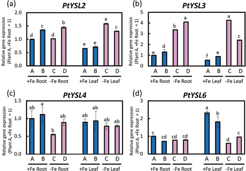 Figure 6. Relative expression levels of PtYSLs determined with real-time RT-PCR. (a) PtYSL2, (b) PtYSL3, (c) PtYSL4, and (d) PtYSL6 expression in roots or fifth newest leaves of Fe-sufficient and Fe-deficient poplar plants grown in hydroponic culture 10 days after treatment (second cultivation). Error bar shows the technical error, SE; n = 3. Data were normalized to the observed expression levels of PtTIF5α and presented as relative gene expression (plant A, +Fe root = 1). Values followed by different letters were significantly different according to Student’s t-test (P < 0.05). Alphabets (A, B, C, D) shown under graphs indicate plant ID of an individual poplar plant in second hydroponic cultivation.