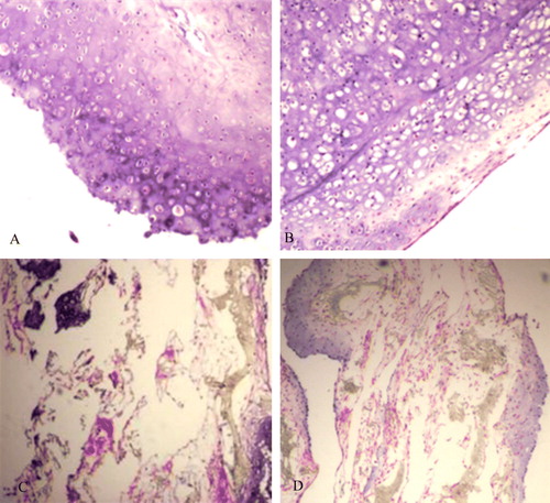 Figure 6.  Histology of specimens in all groups cultured in vitro for 8 weeks. A: co-culture group; B: Chondrocyte group; C: BMSC group; D: Low chondrocytes group.