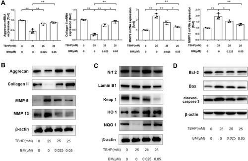 Figure 3 BM alleviated TBHP-induced ECM degradation in rat chondrocytes. (A and B) PCR and Western blot results showed 0.025 and 0.05 µM BM increased mRNA and protein levels of aggrecan and Collagen II and reduced mRNA and protein levels of MMP 9 and MMP 13. (C) 0.025 and 0.05 µM BM increased Nrf2 level in the nucleus, inhibited keap1 expression and enhanced HO-1 and NQO1 expression, suggesting that BM activated Keap1/Nrf2/ARE signaling pathway. (D) Western blot results showed 0.025 and 0.05 µM BM inhibited protein levels of Bax and Cleaved-Caspase-3. *P < 0.05 and **P < 0.01.